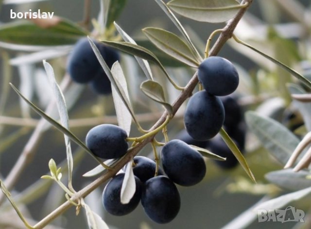 Студоустойчиви гръцки маслини, снимка 2 - Градински цветя и растения - 42298151