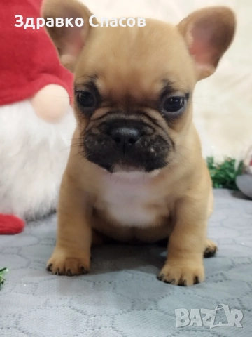 Френски булдог - бебета, снимка 9 - Френски булдог - 52821585