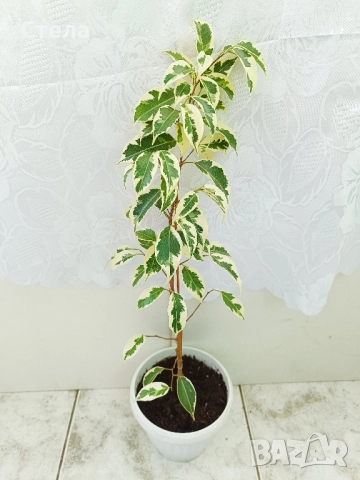 бял Бенджамин, Бегония , Хлорофитум , снимка 2 - Стайни растения - 46143435