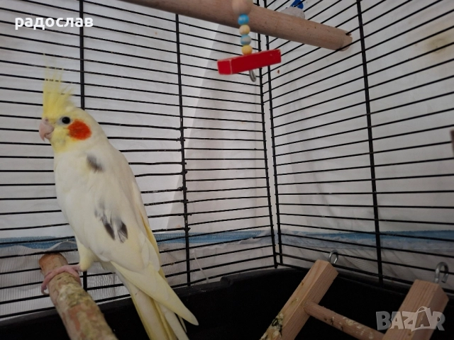 Двойка корели , снимка 2 - Папагали - 52532447