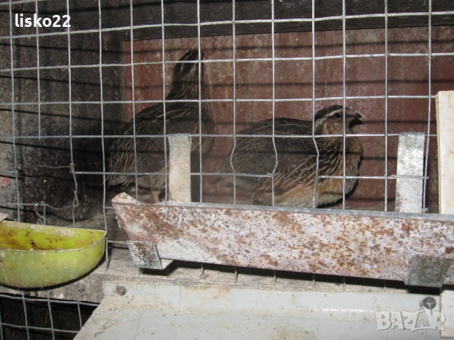 продавам ПЪДПЪДЪЦИ , снимка 5 - други­ - 50963771