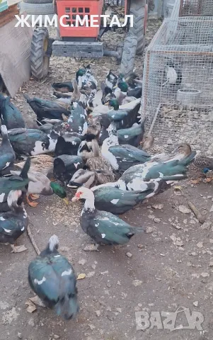 Домашни патици