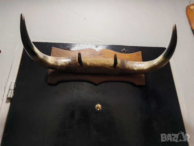 Рога от вол, Тексас , каубой, родео, закачалка. , снимка 4 - Антикварни и старинни предмети - 52000137