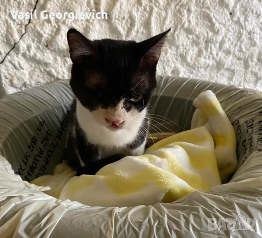 Коте.Котарак. Търси дом. Sweet boy looking for forewer home, снимка 2 - Други - 51690845