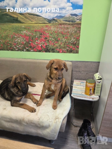 Търся стопани на кученца, снимка 7 - Други - 53074703