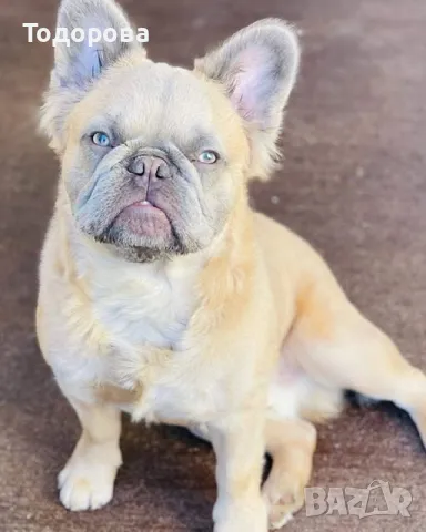 Френски булдог мъжки лилак фаун флъфи, снимка 3 - Френски булдог - 38754031