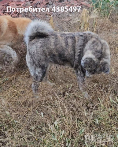 Акита Ину FCI женска, снимка 4 - Акита ину - 51955039