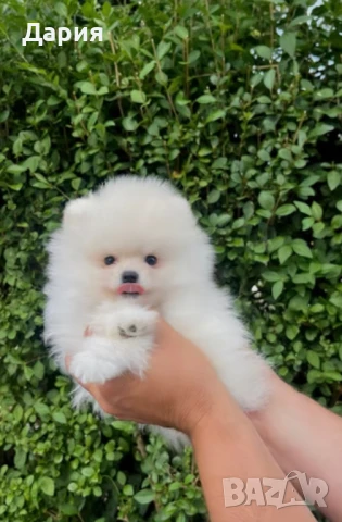 Померан , снимка 3 - Померан - 51104143