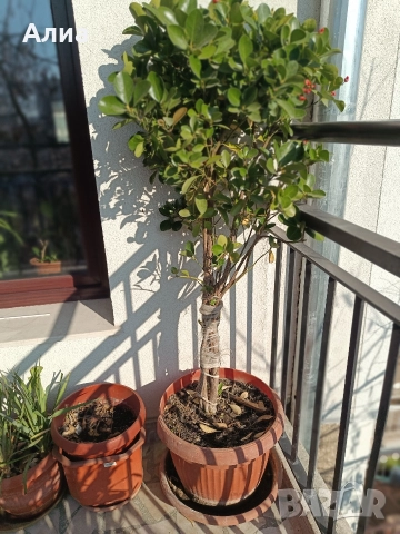 Многогодишен зелен храст Euonymus japonicus