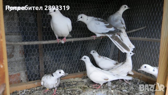 Смеещи се гугутки, снимка 1