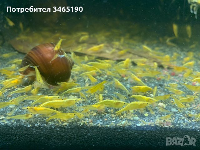 Жълти скариди, Yellow Shrimps, снимка 3 - Рибки - 40658195