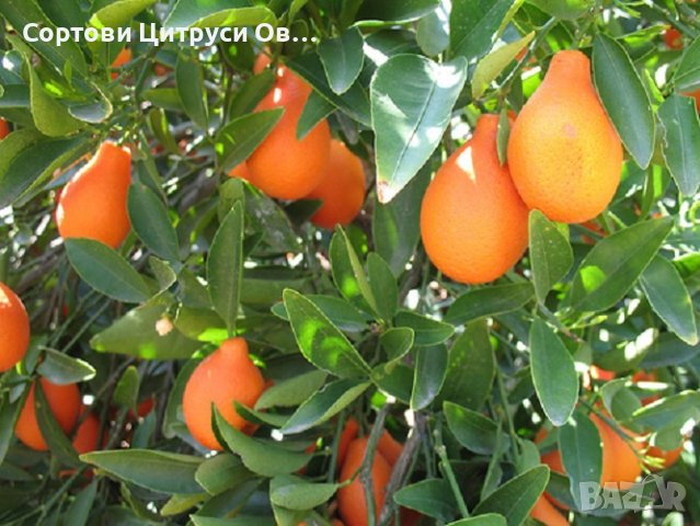 Мандаринкуат Mandarinquat Indio, снимка 1 - Градински цветя и растения - 40746088