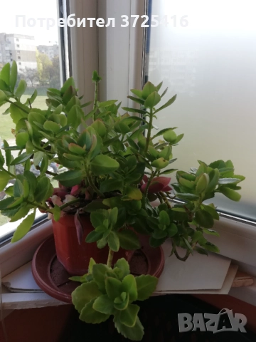 Стайни цветя, различни , снимка 13 - Стайни растения - 49680252