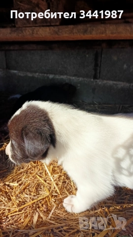 Каракачанки кучета , снимка 8 - Каракачанска овчарка - 52521908