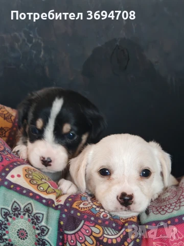 Кученца подарявам , снимка 1