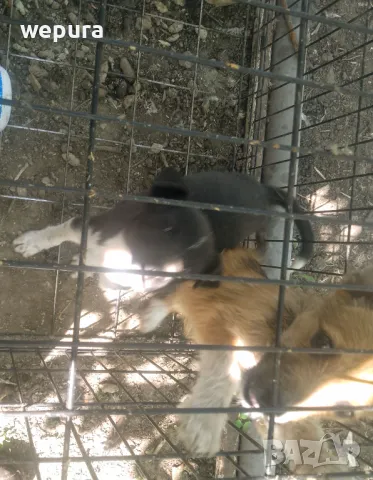 Малки кученца на три месеца дребна порода