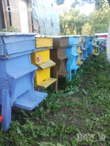 Пчелни отводки , снимка 1