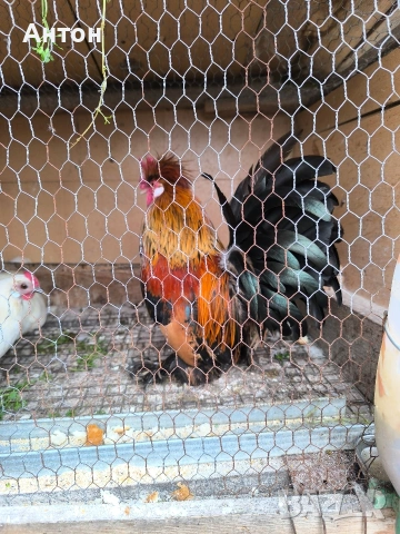 свободни петлета джинки., снимка 5 - Кокошки и пуйки - 53458445