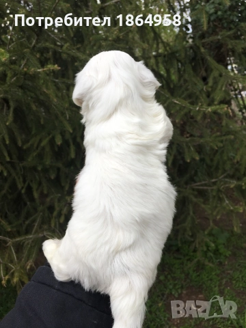 СУПЕР МИНИ МАЛТИЙСКА БОЛОНКА Доставка, снимка 5 - Болонка - 52091591