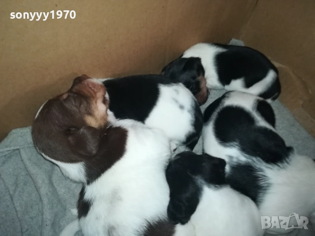 ДЖАК РЪСЕЛ КУЧЕНЦА 250ЛВ ЗА ЕДНО 0609251949, снимка 5 - Джак ръсел териер - 51628068