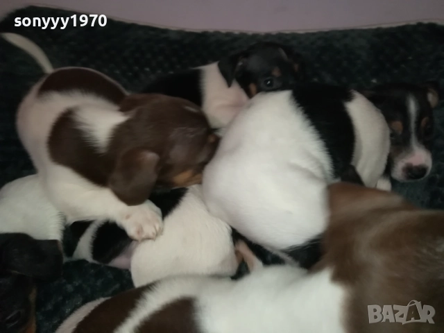 ДЖАК РЪСЕЛ ТЕРИЕР-БЕБЕТА//ВИДИН 2609252206, снимка 18 - Джак ръсел териер - 51851833