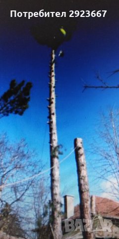 Рязане и кастрене на високи и опасни дървета-абонаментна поддръжкаа , снимка 1 - Градинска техника - 33061758
