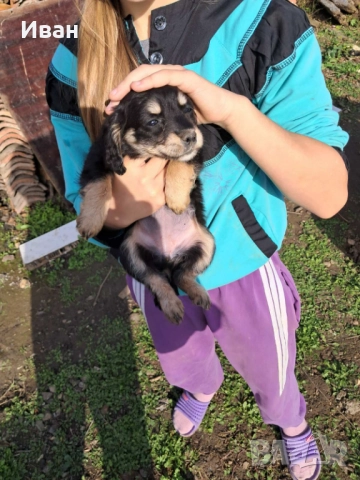 Малки кокерчета, снимка 2 - Кокер шпаньол - 52436003