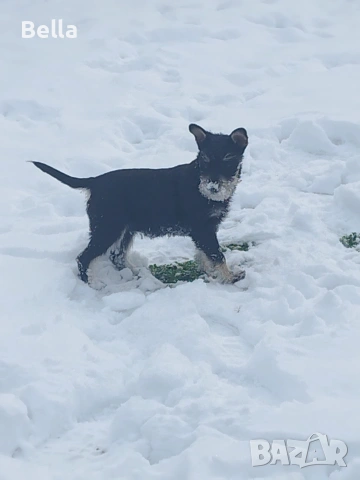 Мини шнауцер , снимка 2 - Други - 53119397