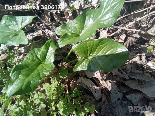 Змийска  хурка грутка, снимка 6 - Градински цветя и растения - 44865811