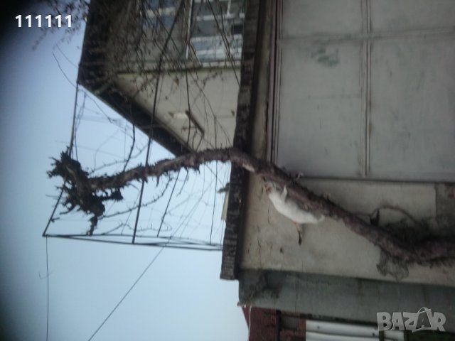 Лоза става за декорация за игра и катерене на котки 