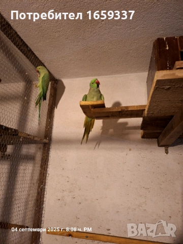  Работещ чифт малък Александър , снимка 7 - Папагали - 50361925