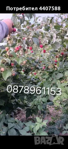 Разсад малини , снимка 6 - Разсади - 49562478