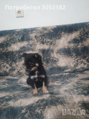 Свободни чухопинчери , снимка 8 - Чихуахуа - 53288956