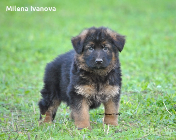 Мъжки немски овчарки с ДЪЛЪГ косъм , снимка 13 - Немска овчарка - 52510345