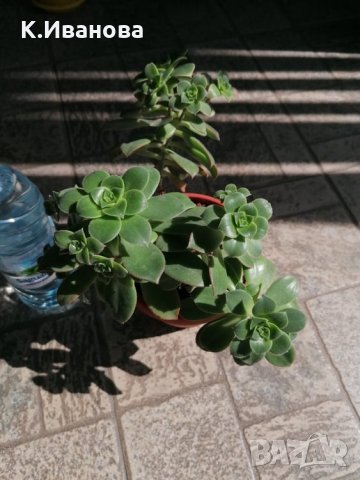 Цветя, снимка 9 - Декорация за дома - 32877351