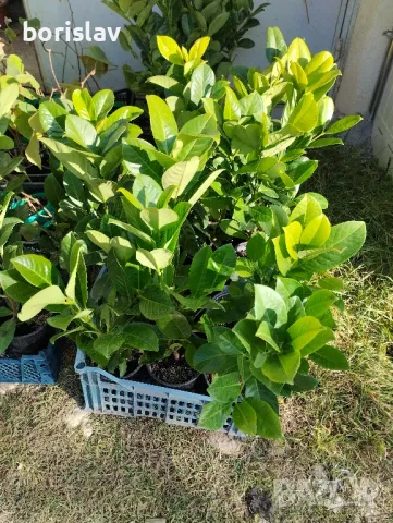 Лавровишна