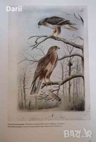 Птиците в изкуството и цар Фердинанд I .Птиците на Европа, снимка 3 - Други - 34964768