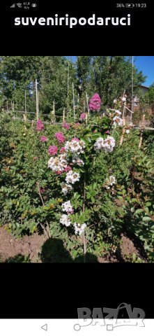 Продавам ИНДИЙСКИ ЛЮЛЯК (Lagerstroemia indica) от 80 см до 4м. подготвени в контейнер(саксия)  , снимка 8 - Градински цветя и растения - 32610145