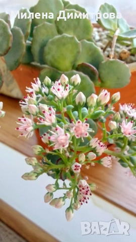 Седум Сиеболди - Японска коприна , снимка 12 - Стайни растения - 51656938