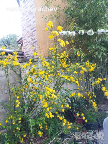 Декоративен храст жълта Керия японика, снимка 3 - Градински цветя и растения - 32839999