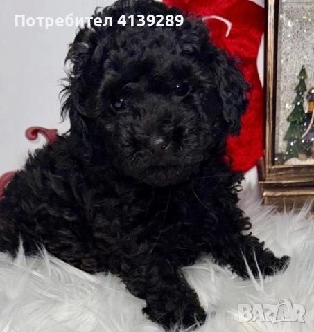 Пудел мини мини 