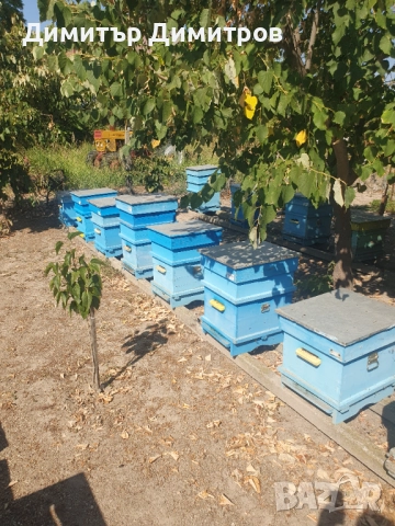 Пчелни семейства 