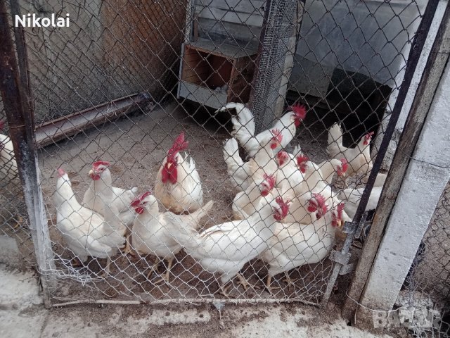Яйца и пиленца от Легхорн , снимка 3 - Кокошки и пуйки - 43907861