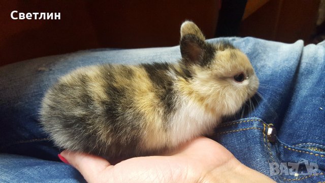 Малки декоративни зайчета, снимка 2 - Декоративни зайчета - 28688866