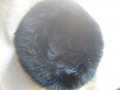 Черни шапки Лисица. Четири вида, снимка 4