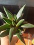 Вид суколент, снимка 1 - Стайни растения - 44115231