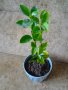 Младо мандариново дръвче за декорация и свежест, снимка 1 - Стайни растения - 39453703