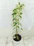 бял Бенджамин, Бегония , Хлорофитум , снимка 2