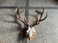 ловен трофей от благороден елен, снимка 6