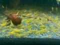 Жълти скариди, Yellow Shrimps, снимка 3